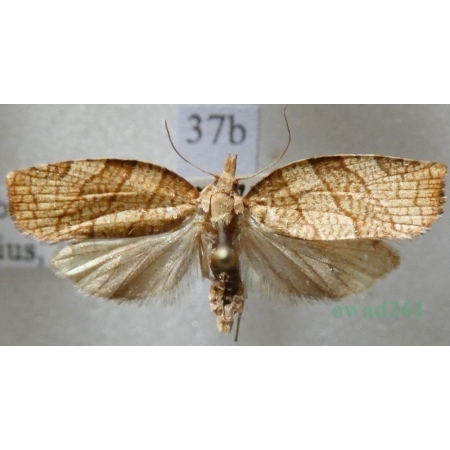 Pandemis corylana (Fabricius, 1794) Zwójkówka leszczynówka Czech37b